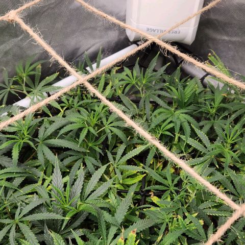 Platinum Girl Scout Cookies growlog timeline photo