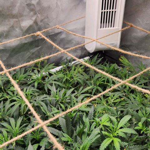 Platinum Girl Scout Cookies growlog timeline photo