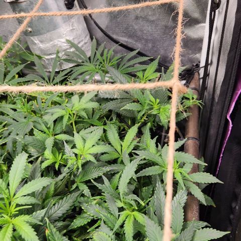 Strawberry Cough growlog timeline photo