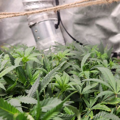 Strawberry Cough growlog timeline photo