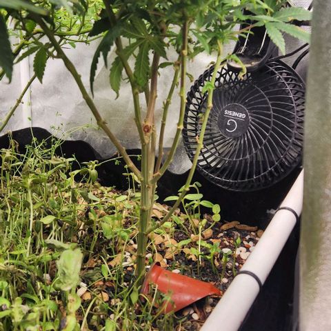 Strawberry Cough growlog timeline photo