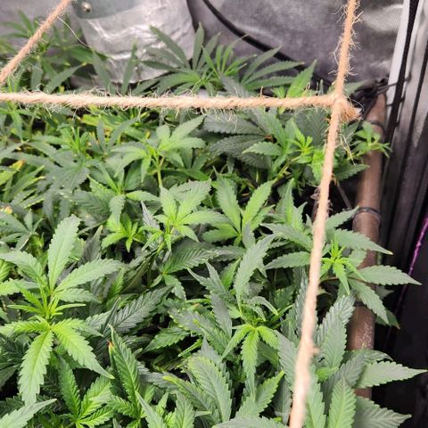 Strawberry Cough growlog timeline photo
