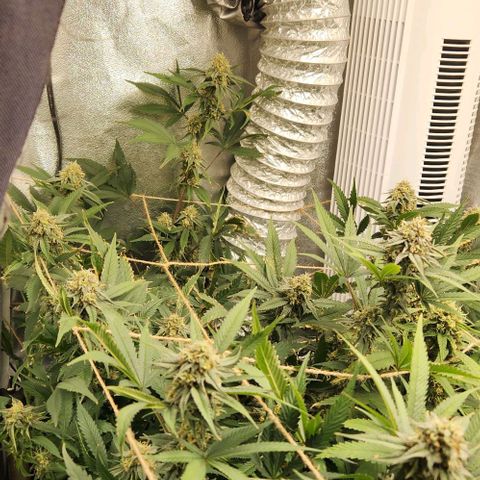 God Bud #1 growlog timeline photo