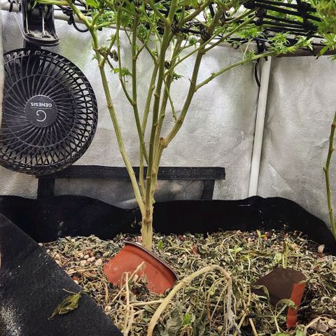 God Bud #1 growlog timeline photo