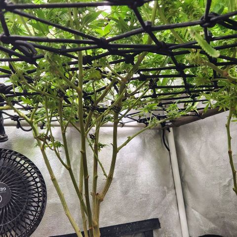God Bud #1 growlog timeline photo