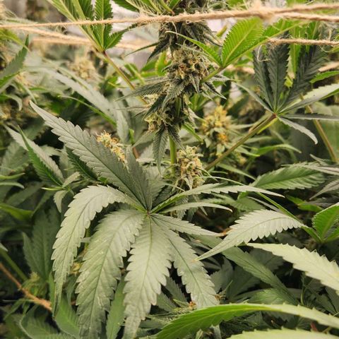 God Bud #1 growlog timeline photo