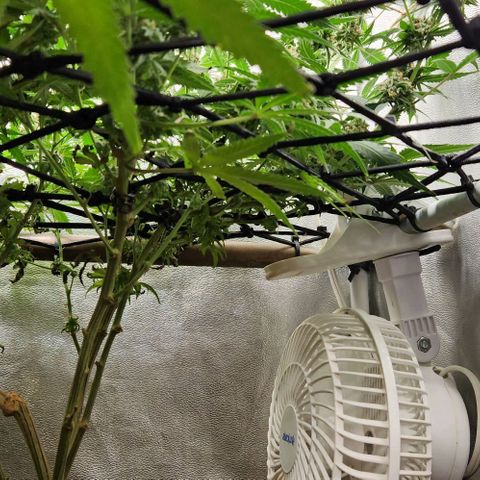 God Bud #2 growlog timeline photo