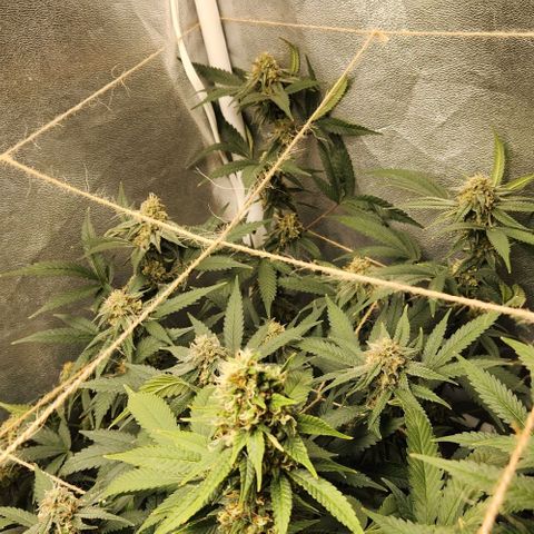 God Bud #2 growlog timeline photo