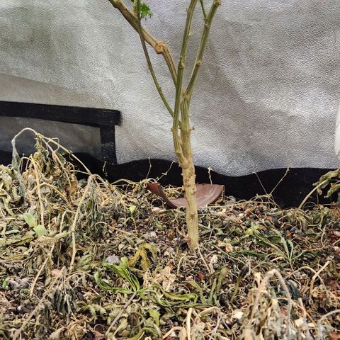 God Bud #2 growlog timeline photo