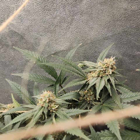God Bud #2 growlog timeline photo