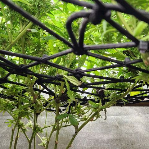 Purple Buddha #1 growlog timeline photo