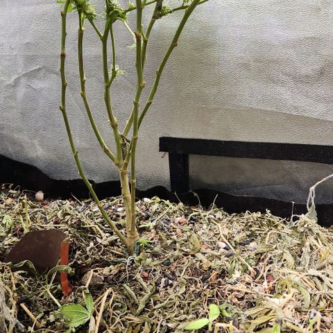 Purple Buddha #1 growlog timeline photo