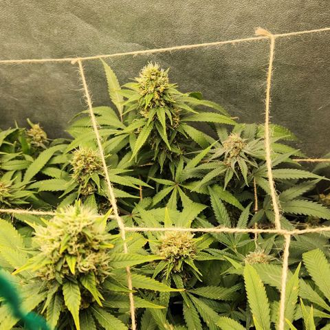 Purple Buddha #1 growlog timeline photo