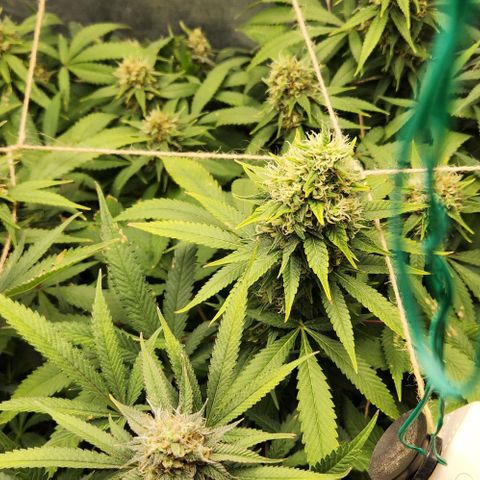 Purple Buddha #1 growlog timeline photo