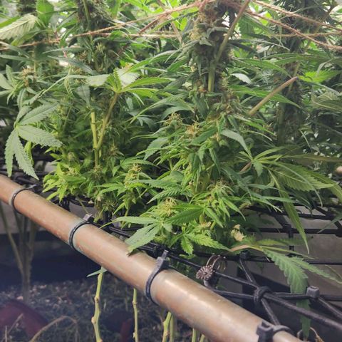 Purple Buddha #2 growlog timeline photo