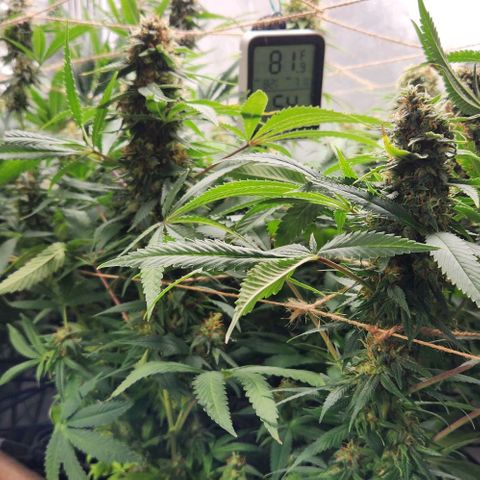 Purple Buddha #2 growlog timeline photo