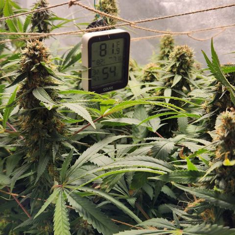Purple Buddha #2 growlog timeline photo
