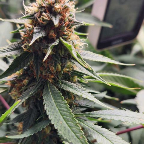 Purple Buddha #2 growlog timeline photo