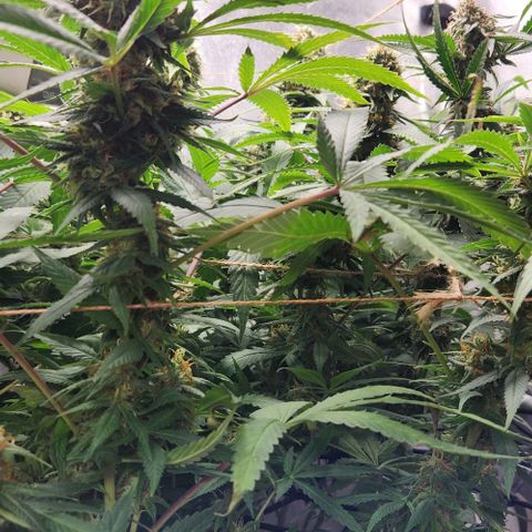 Purple Buddha #2 growlog timeline photo