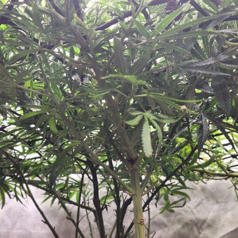 BLUE DREAM growlog timeline photo