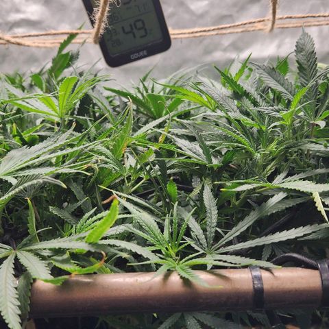 BLUE DREAM growlog timeline photo