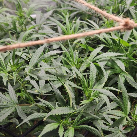 Pineapple Express growlog timeline photo