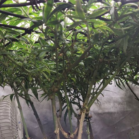 Pineapple Express growlog timeline photo