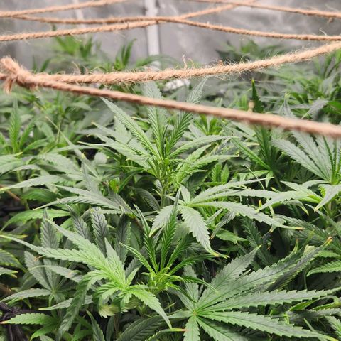 Pineapple Express growlog timeline photo