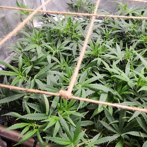 Pineapple Express growlog timeline photo