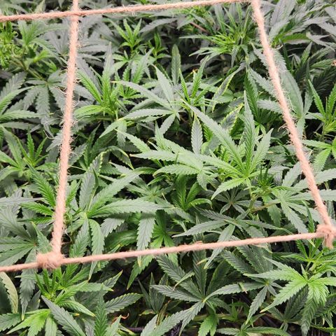 Pineapple Express growlog timeline photo