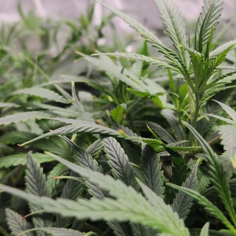 Pineapple Express growlog timeline photo