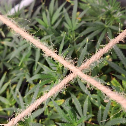Platinum Girl Scout Cookies growlog timeline photo