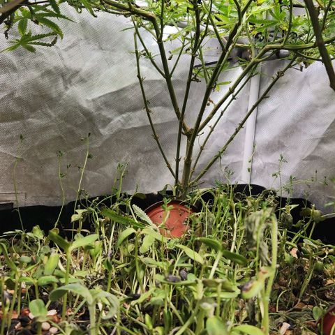 Platinum Girl Scout Cookies growlog timeline photo