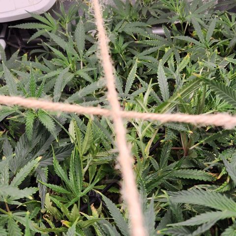 Platinum Girl Scout Cookies growlog timeline photo