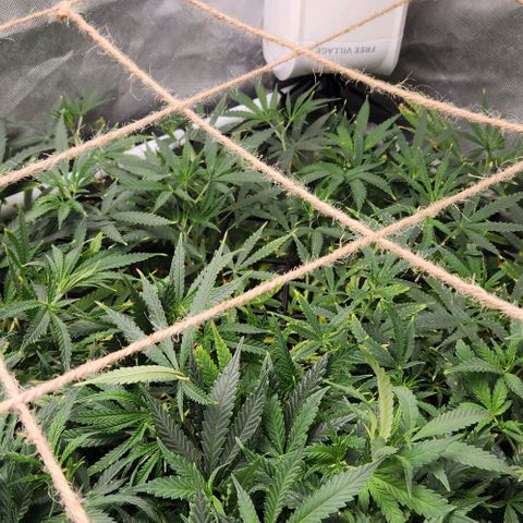 Platinum Girl Scout Cookies growlog timeline photo