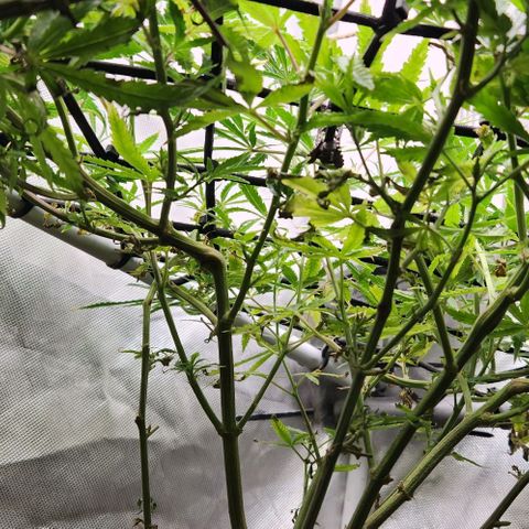 Platinum Girl Scout Cookies growlog timeline photo