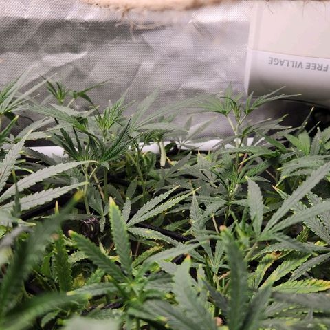 Platinum Girl Scout Cookies growlog timeline photo