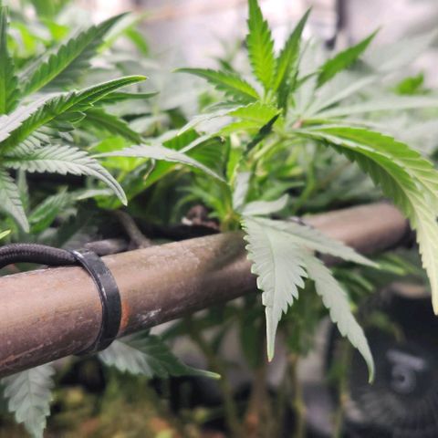 Strawberry Cough growlog timeline photo
