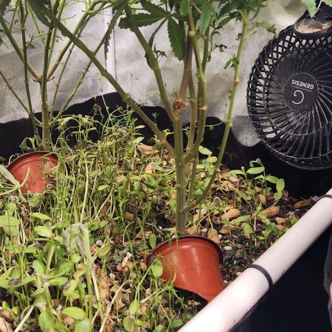 Strawberry Cough growlog timeline photo