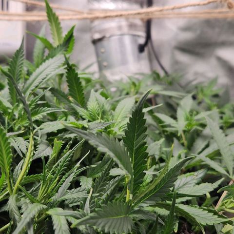Strawberry Cough growlog timeline photo
