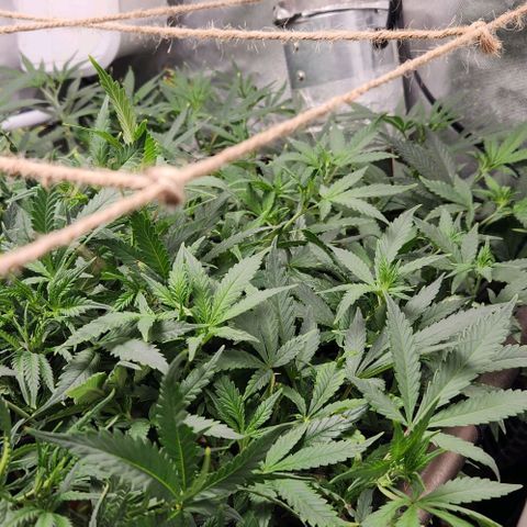 Strawberry Cough growlog timeline photo