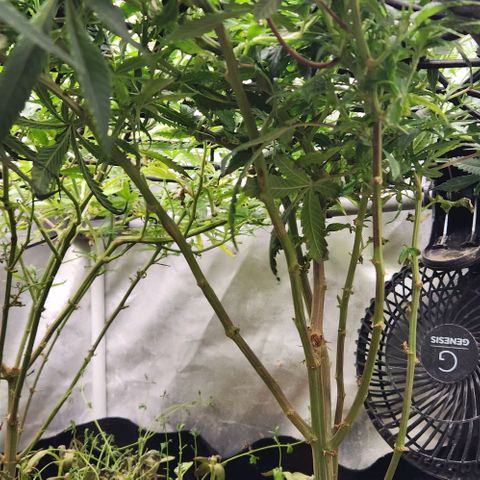 Strawberry Cough growlog timeline photo