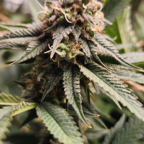 God Bud #1 growlog timeline photo