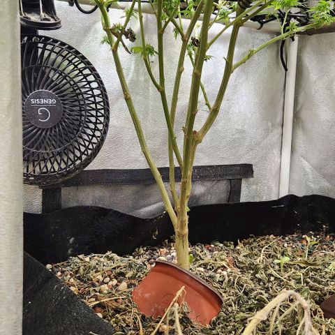 God Bud #1 growlog timeline photo
