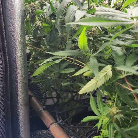 God Bud #1 growlog timeline photo