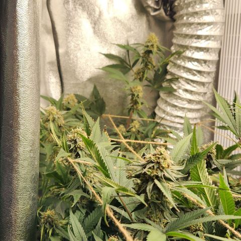 God Bud #1 growlog timeline photo