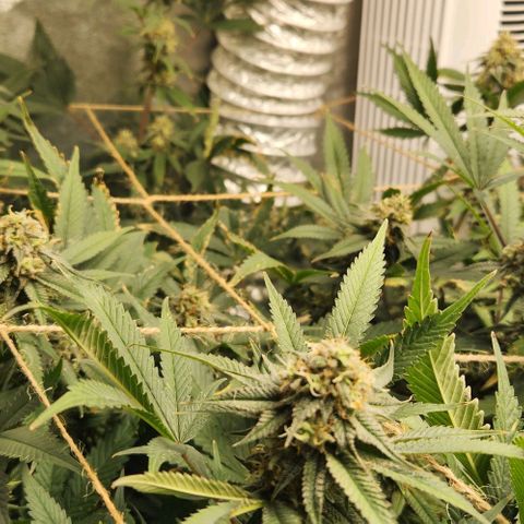 God Bud #1 growlog timeline photo