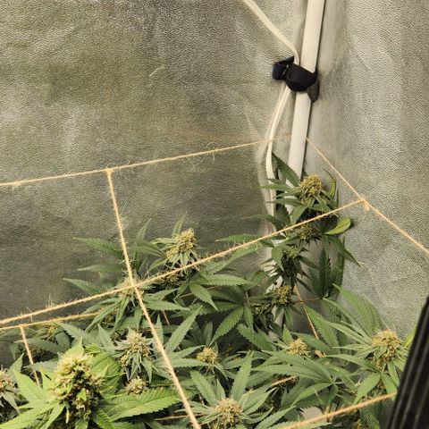 God Bud #2 growlog timeline photo