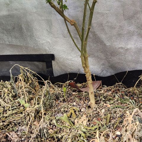 God Bud #2 growlog timeline photo