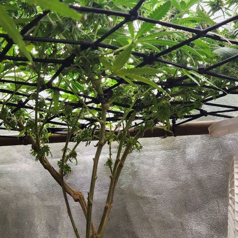 God Bud #2 growlog timeline photo